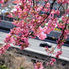 河津桜