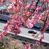 河津桜