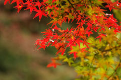 もみじの紅葉