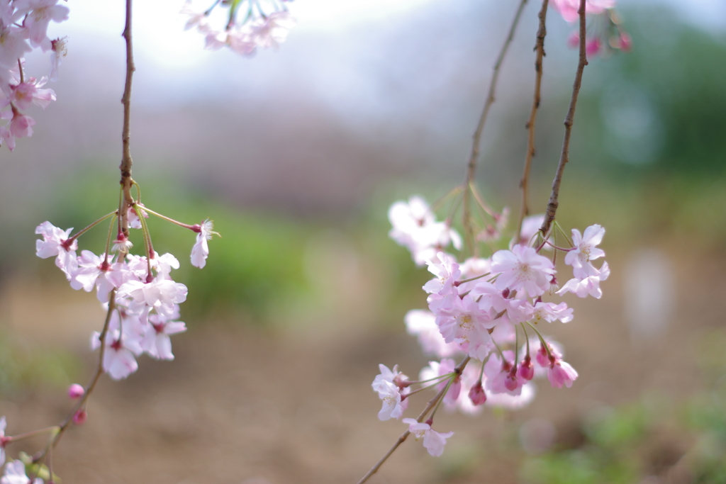 しだれ桜、