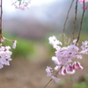 しだれ桜、