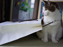 ボウゼン