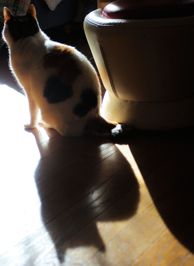 猫背、猫だから。