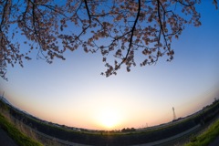 はるはあけぼの
