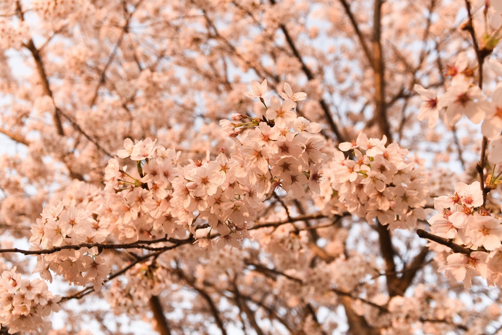 朝焼けの桜