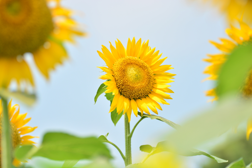夏に咲く花