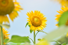 夏に咲く花