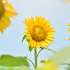夏に咲く花
