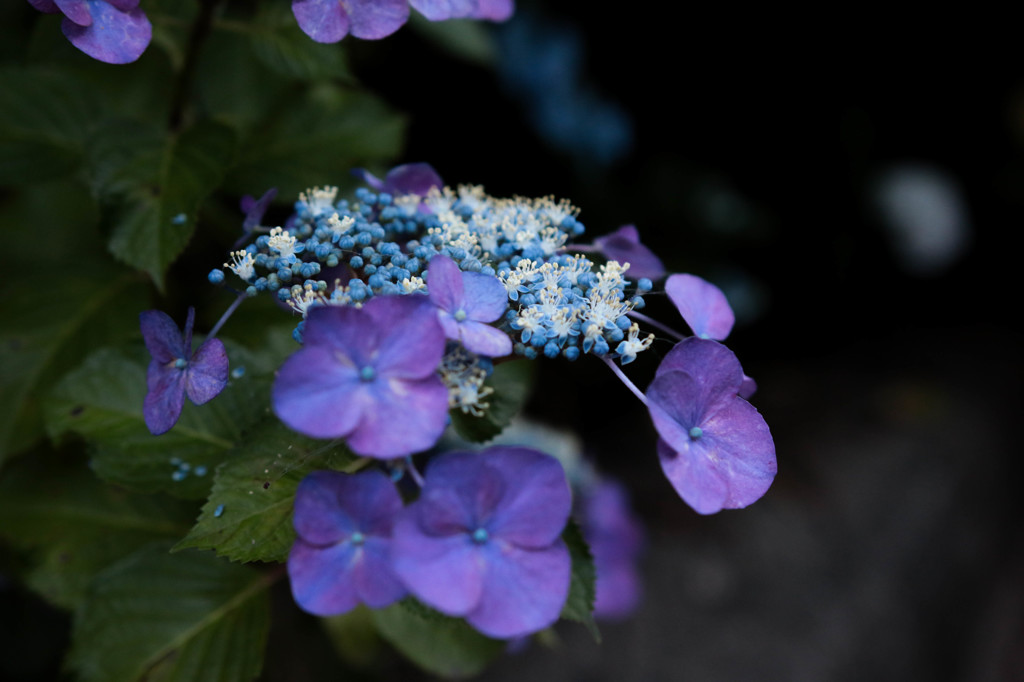 額紫陽花