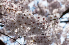 2015　桜　②