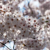 2015　桜　②