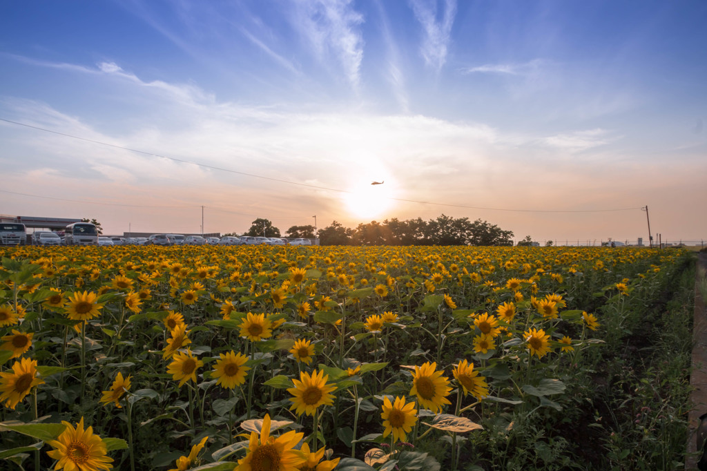 sunflower