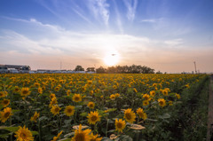 sunflower