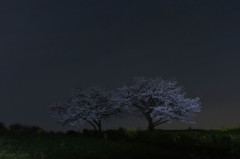 夜桜