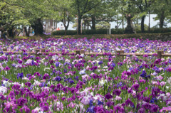 大村公園の花菖蒲