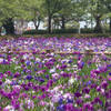 大村公園の花菖蒲
