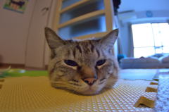 猫まんじゅう