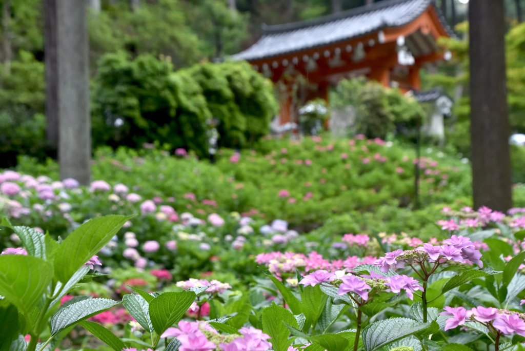 紫陽花寺