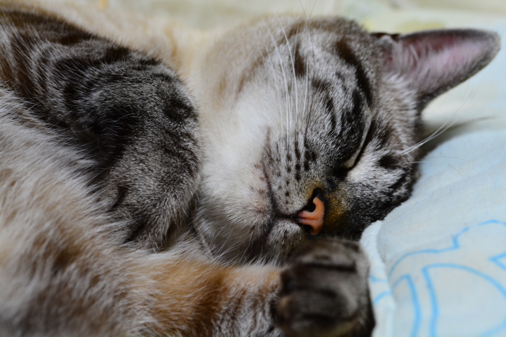 眠ってます