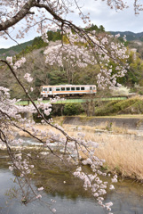 さくら列車