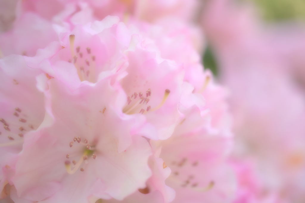 Lovelyに生きろ！