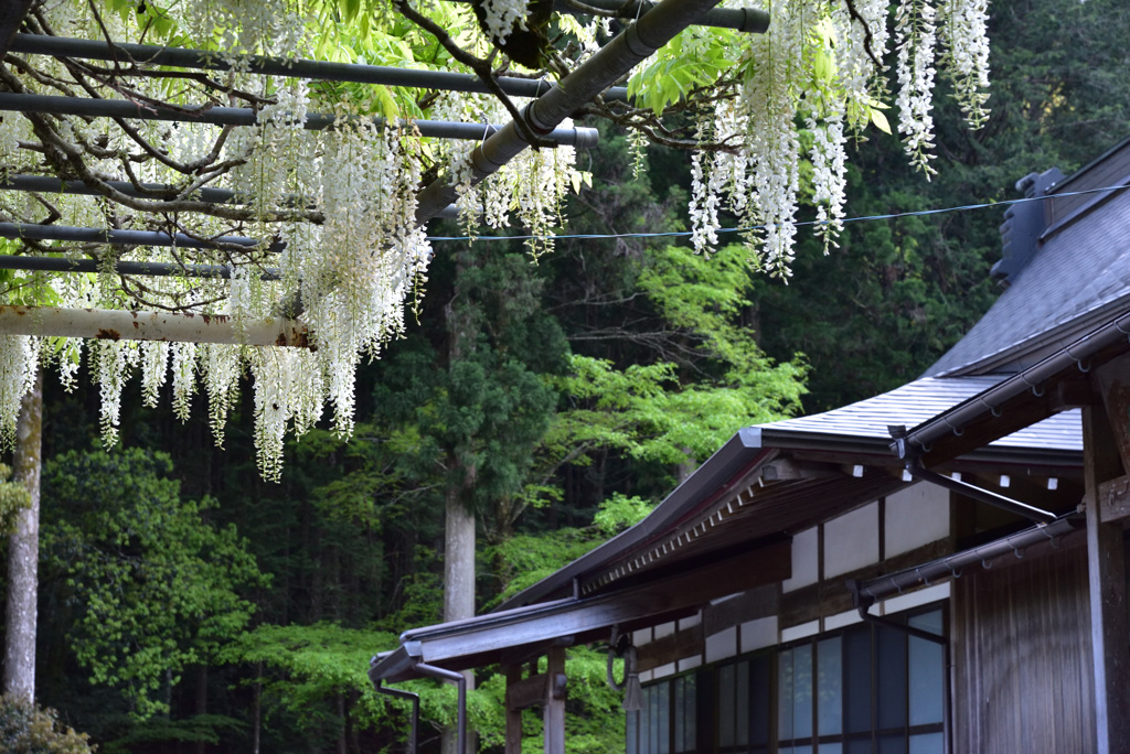 白藤寺