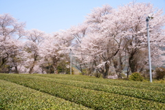さくらと茶畑