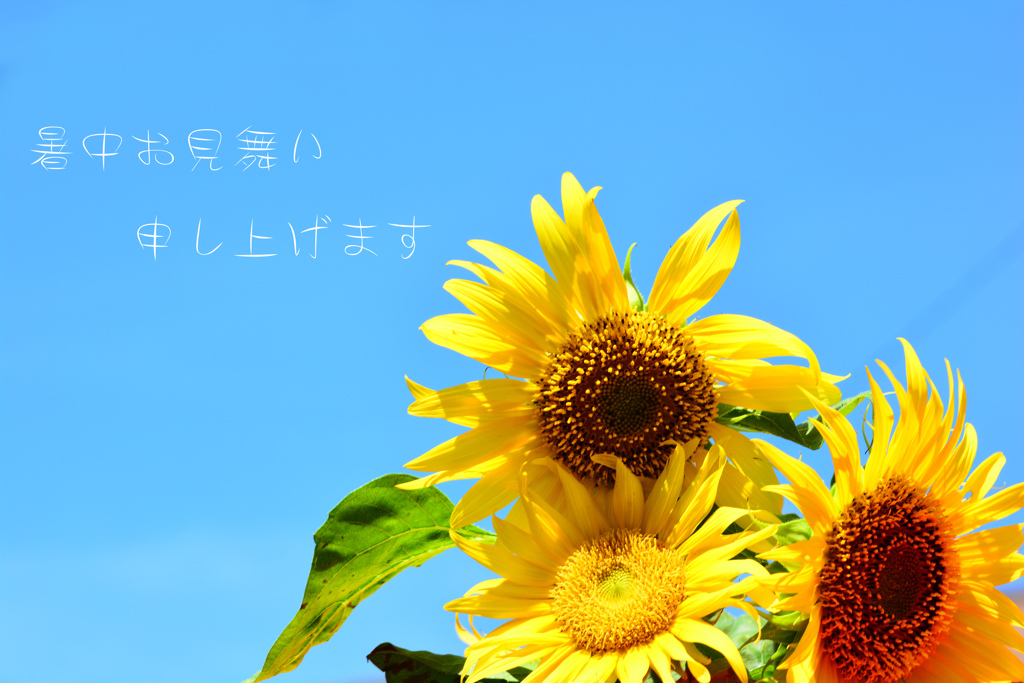 暑中お見舞い申し上げます