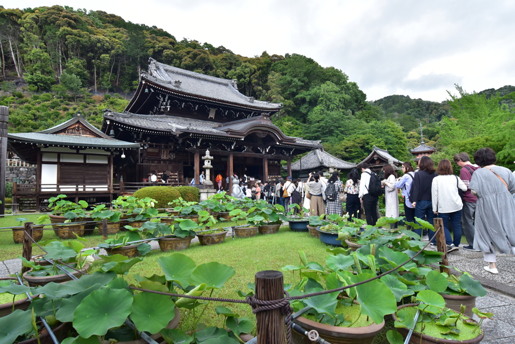 行列のできるお寺