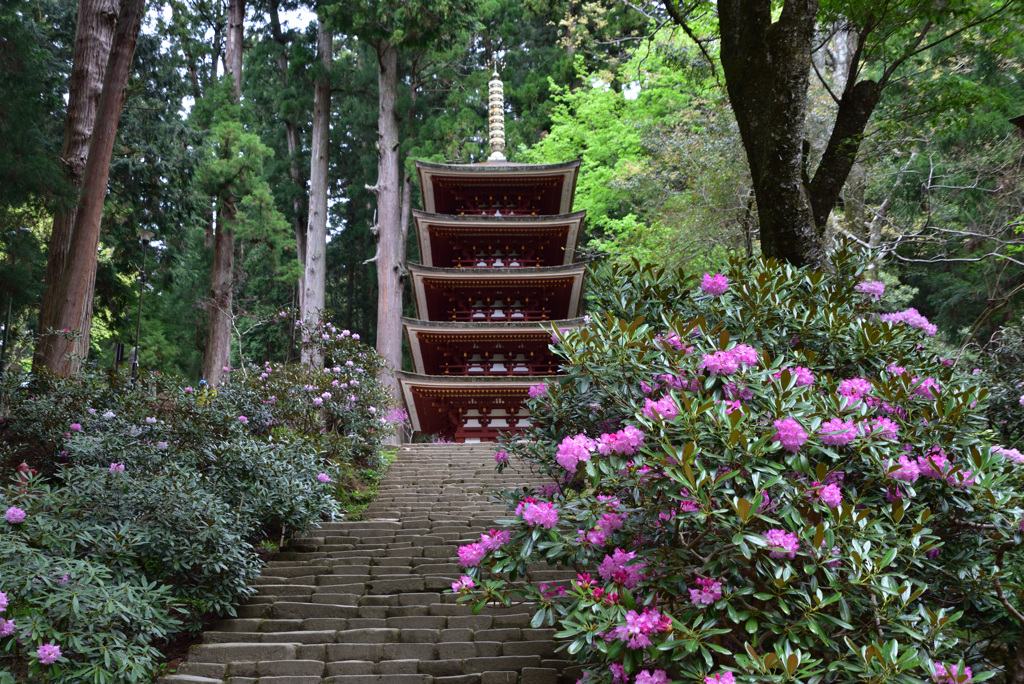 室生寺の春