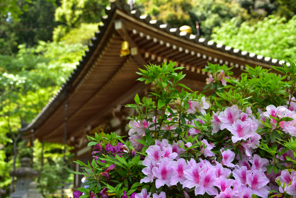 花の御寺はツツジも美しい