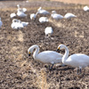 田んぼの白鳥