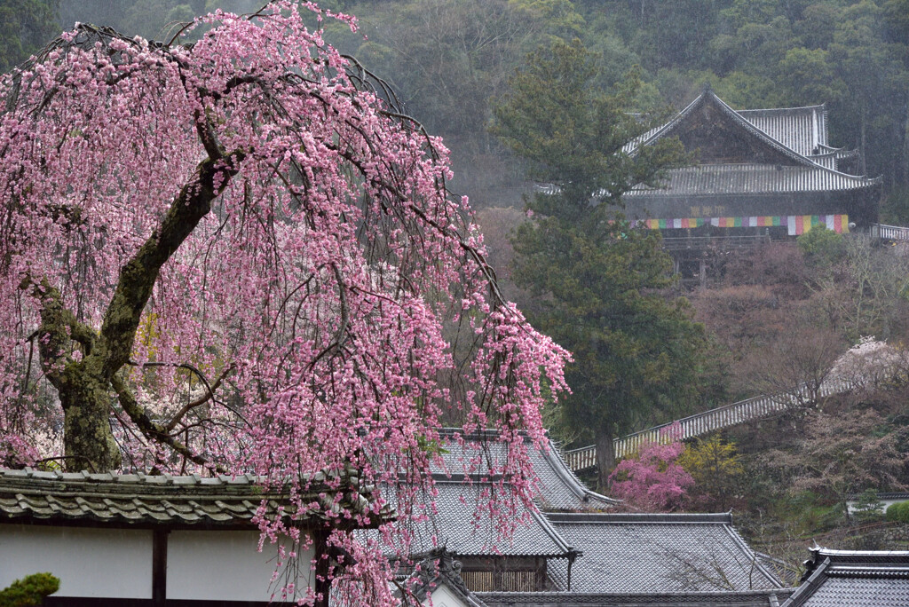 長谷寺の春