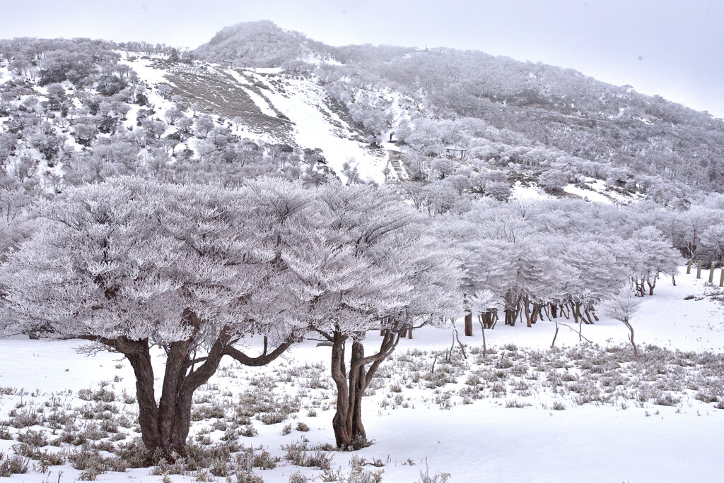 一足早い桜のような