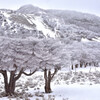 一足早い桜のような