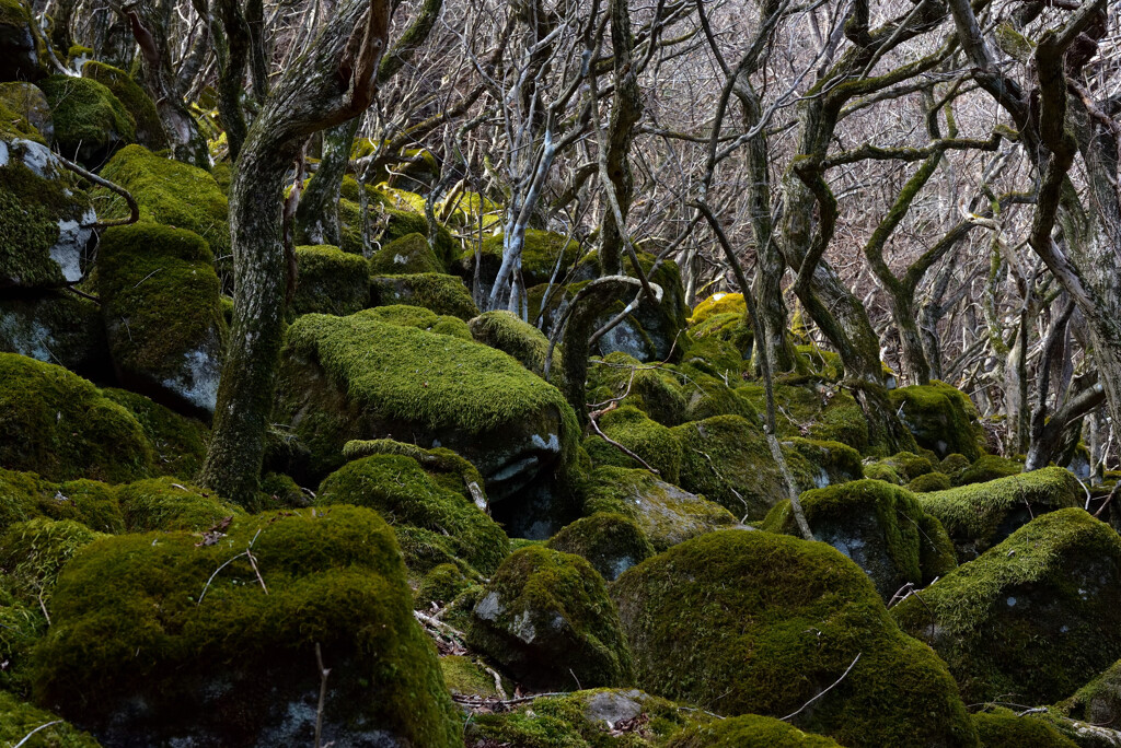 幻想の森　下見編