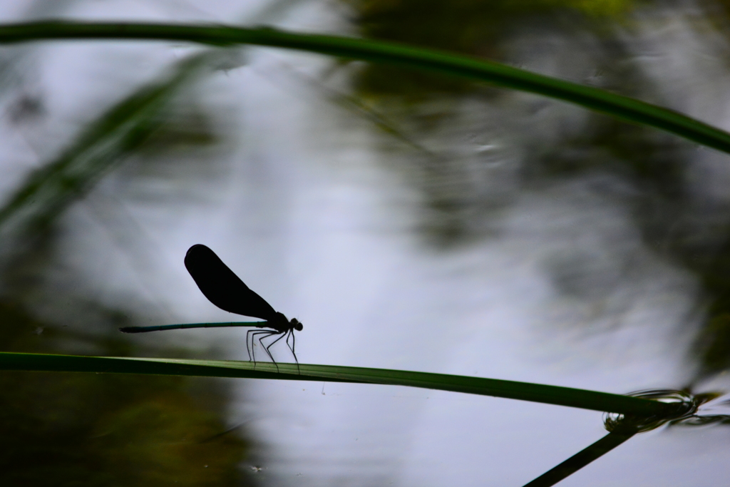 夏のシルエット　2
