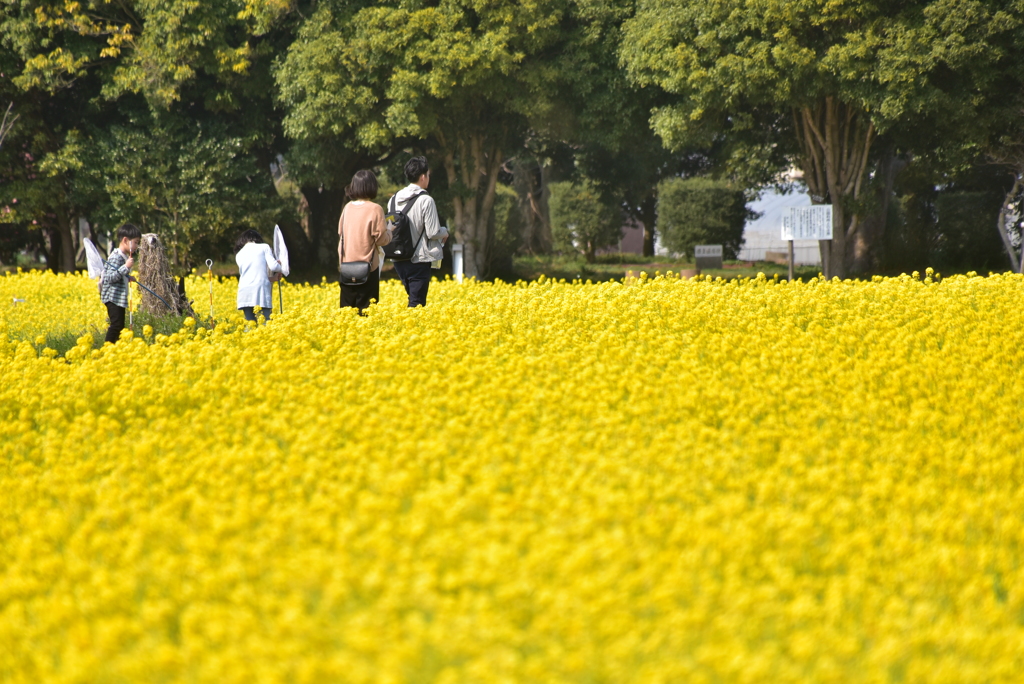 SIAWASE COLOR