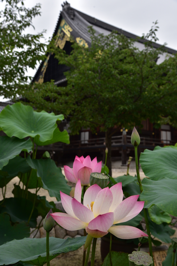 高田本山の蓮