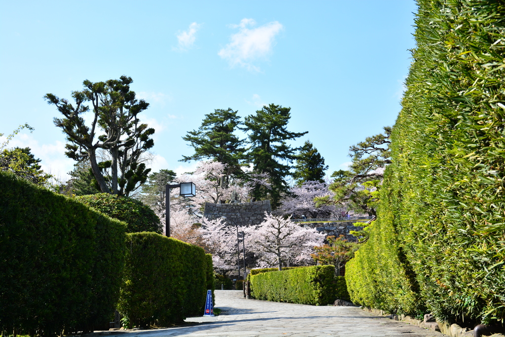 わたしの城下町　桜編