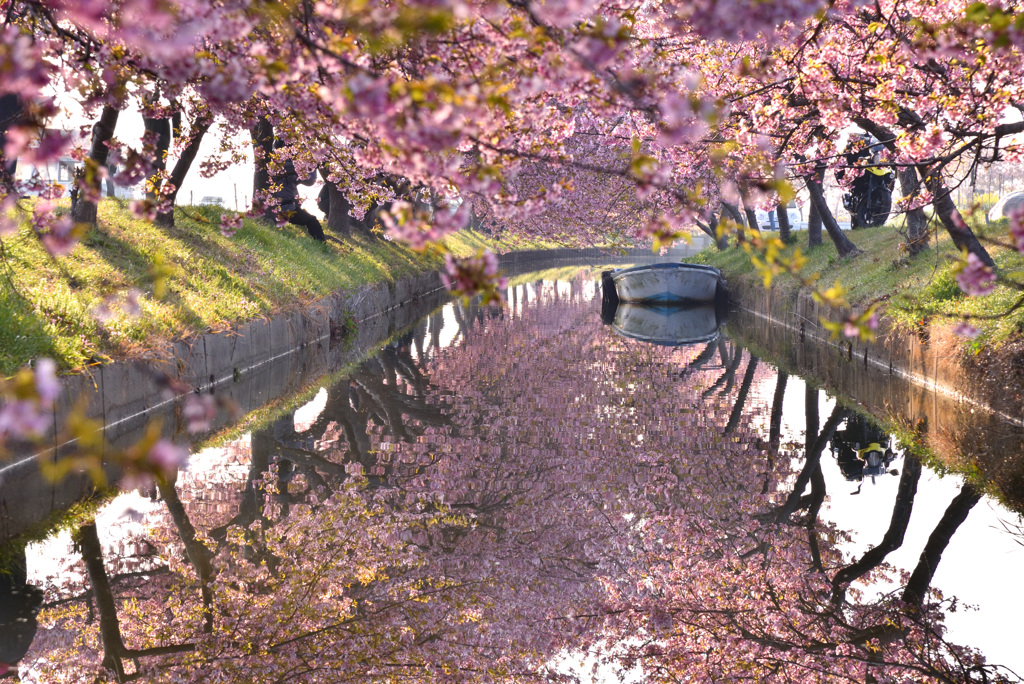 桜色の雲