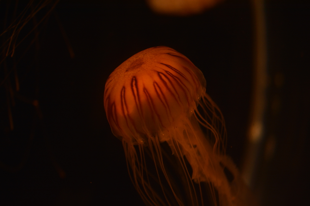 まるで地球外生物のように