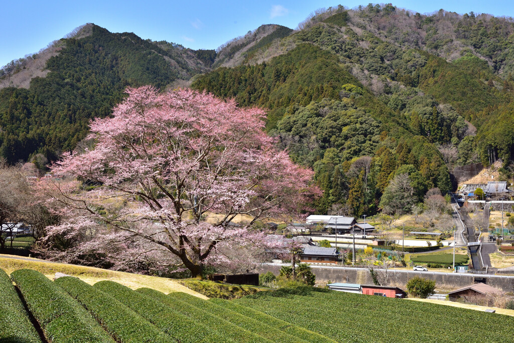 山里の春　五分咲き