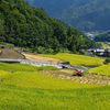 刈入れ