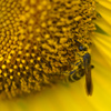 pollinator