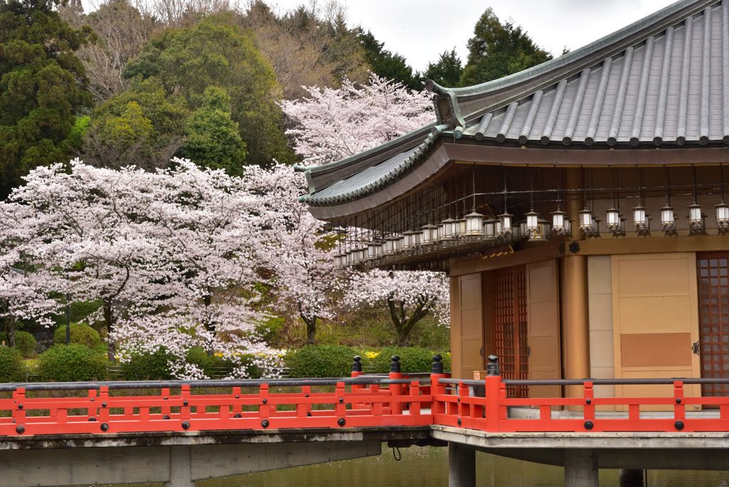 浮御堂と桜