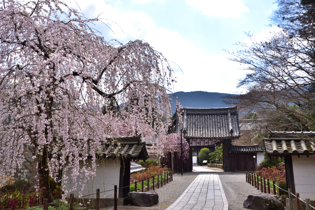 花と寺門