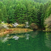 春のかけら