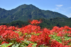 山と彼岸花