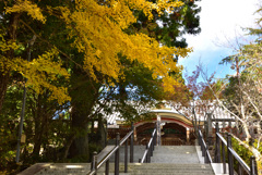 播州清水寺の銀杏